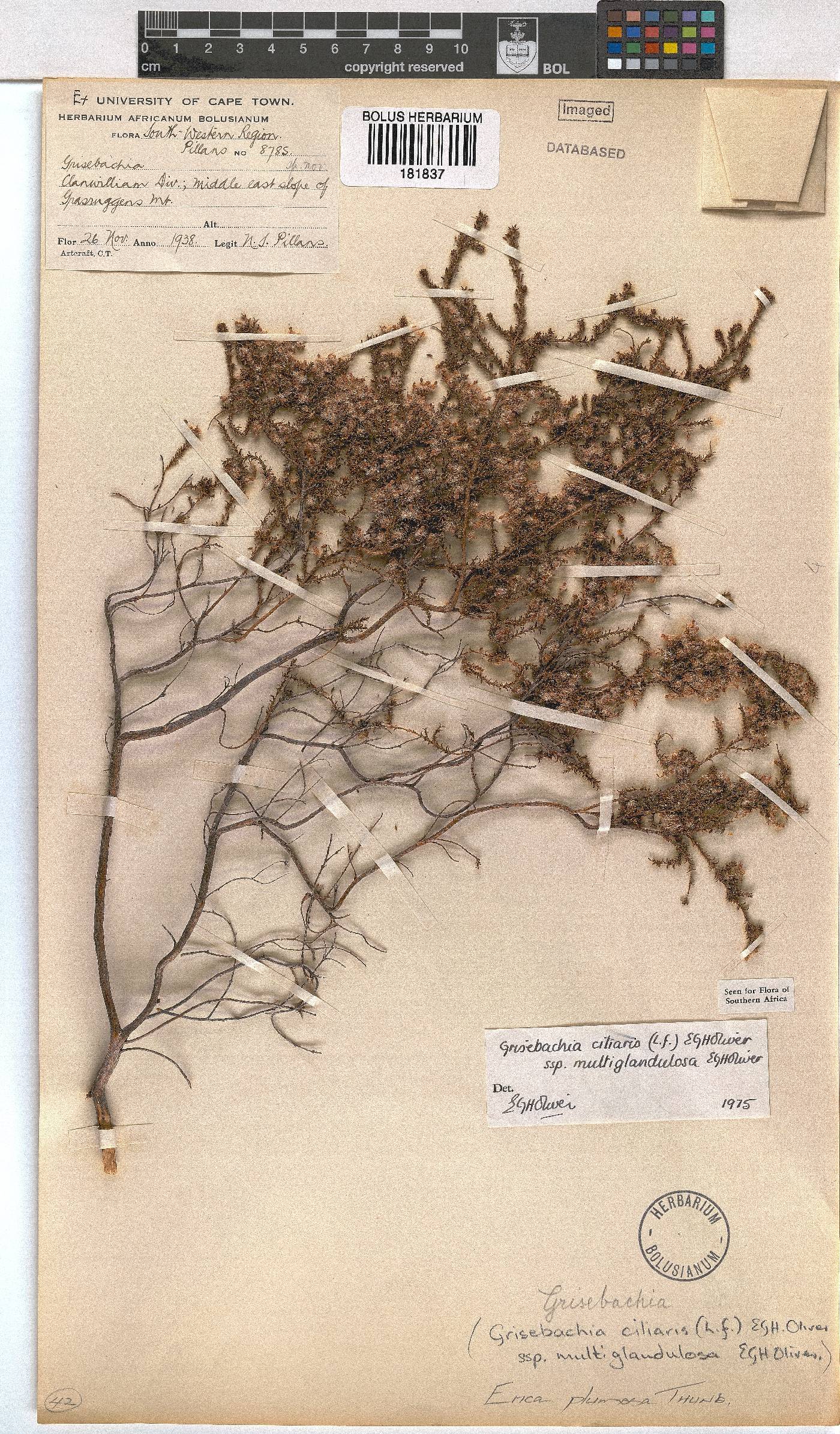 Erica plumosa image
