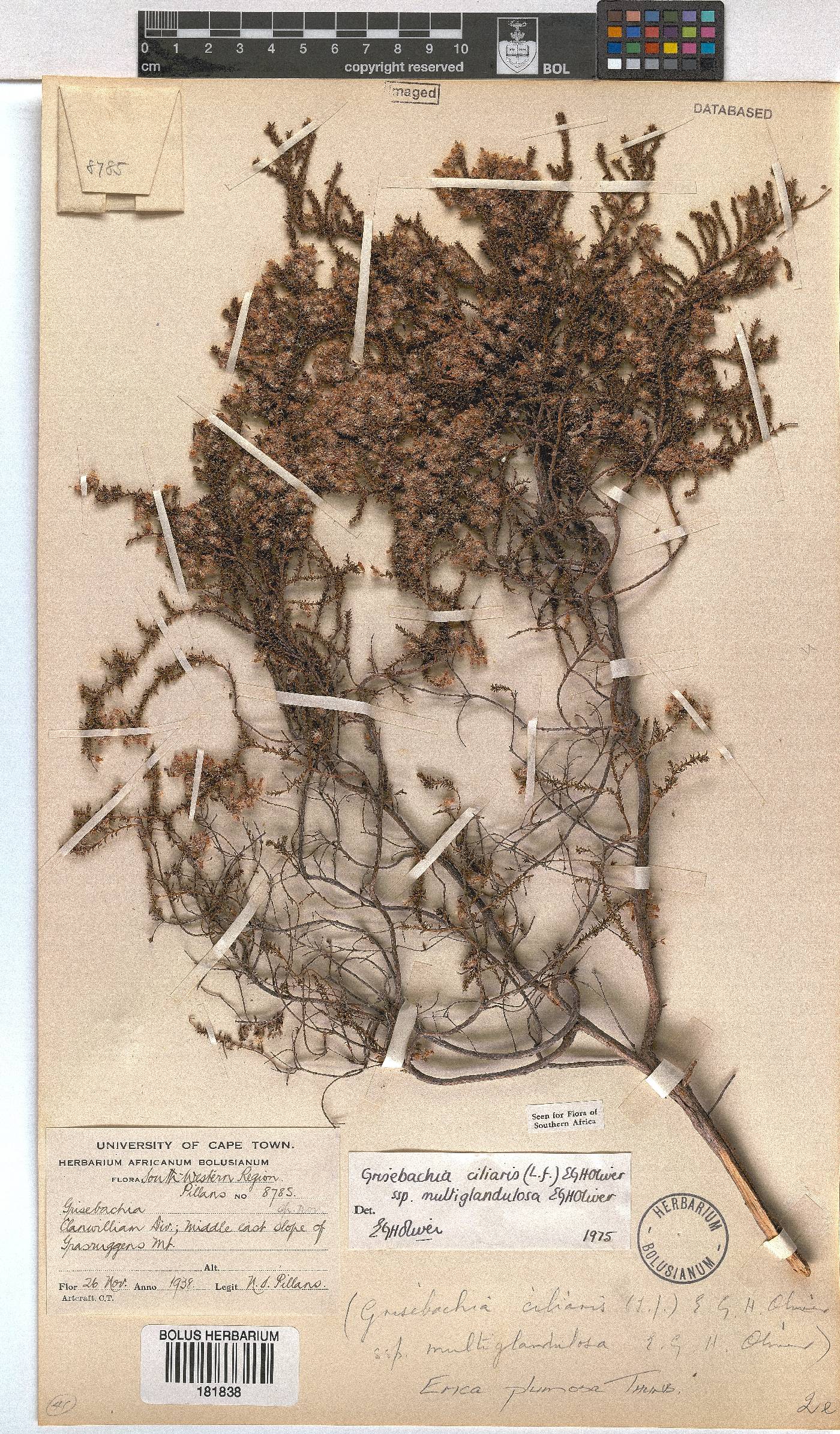 Erica plumosa image