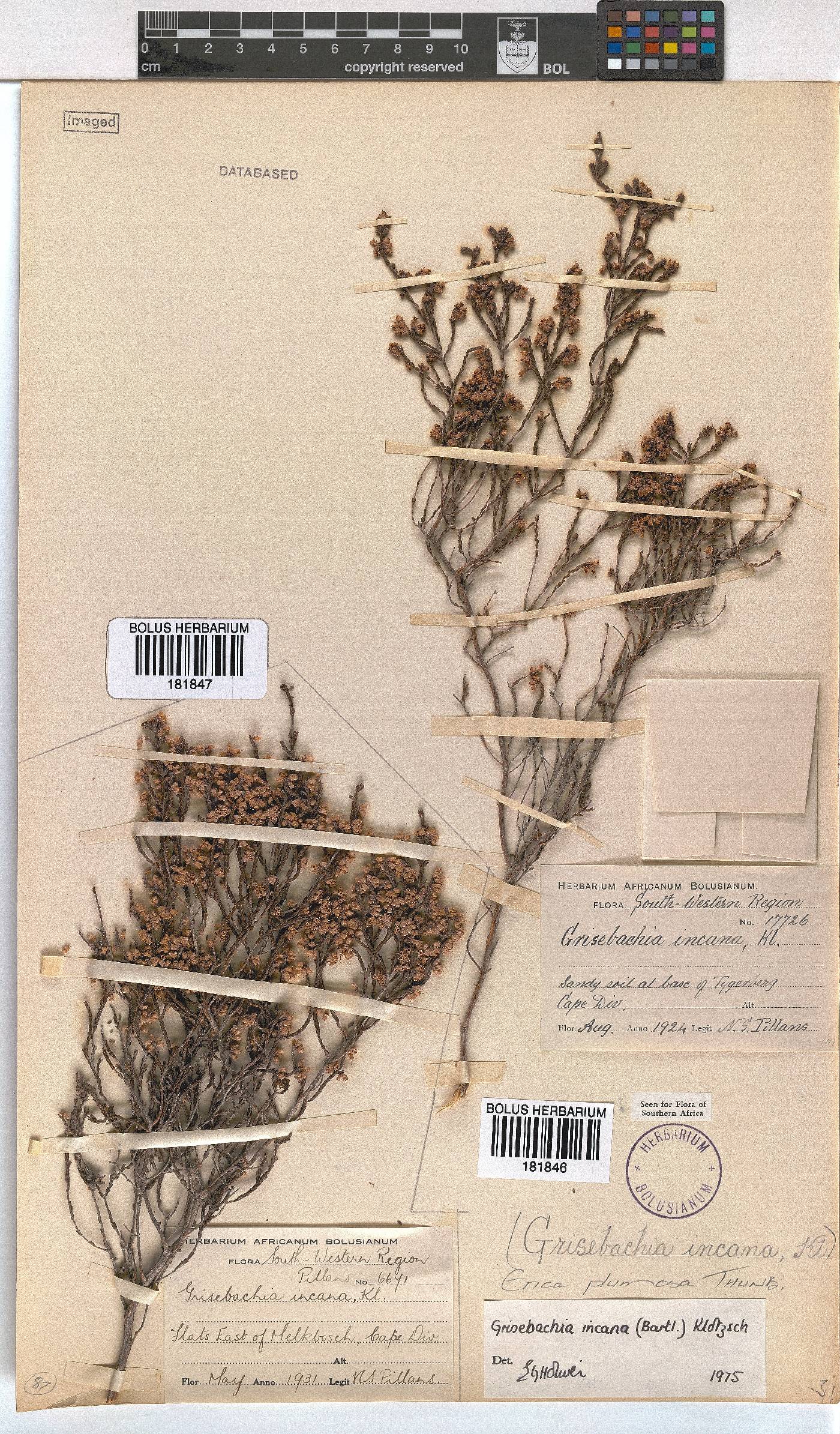 Erica plumosa image