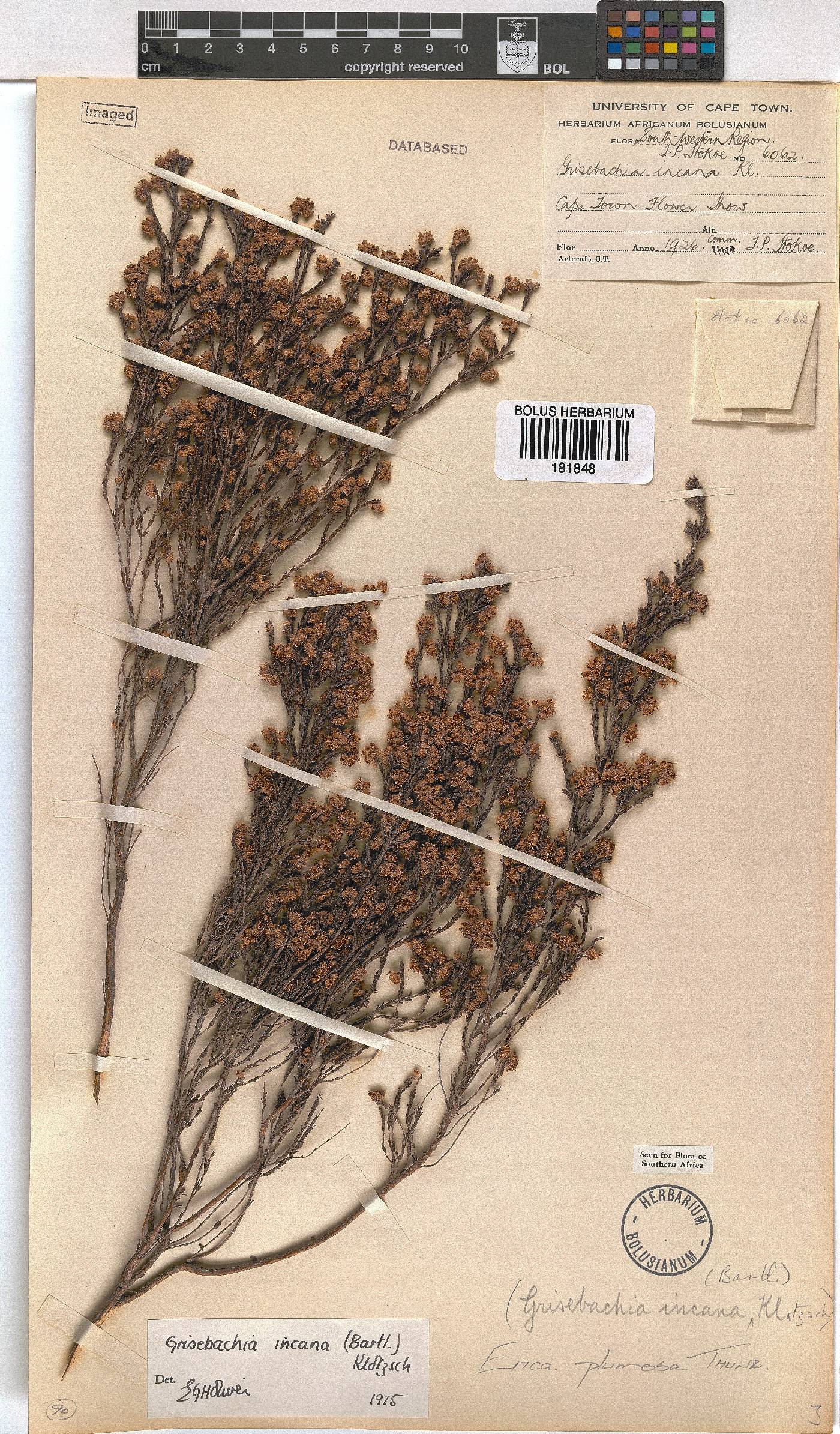 Erica plumosa image