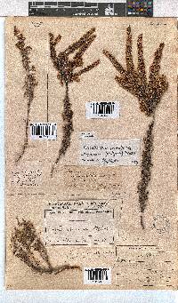 Erica eremioides subsp. eremioides image