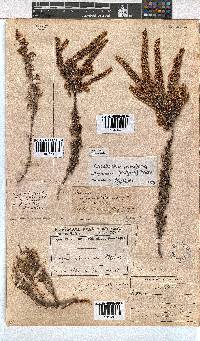 Erica eremioides subsp. eremioides image