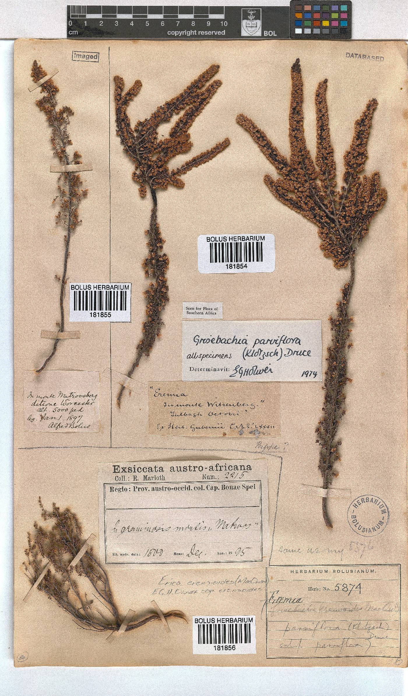 Erica eremioides subsp. eremioides image