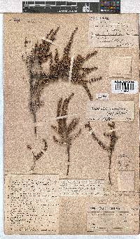 Erica eremioides subsp. eremioides image