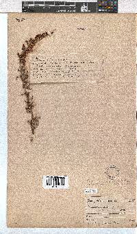 Erica eremioides subsp. eremioides image