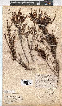 Erica eremioides subsp. eremioides image