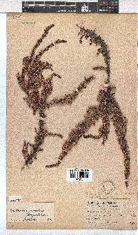 Erica eremioides subsp. eremioides image