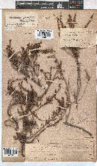 Erica eremioides subsp. eremioides image