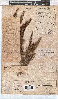 Erica eremioides subsp. eremioides image