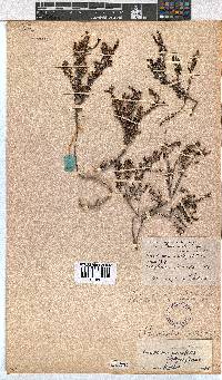 Erica eremioides subsp. eremioides image