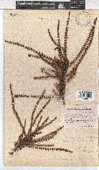 Erica eremioides subsp. eremioides image