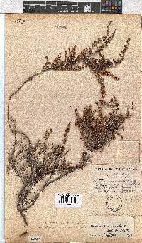 Erica eremioides subsp. eremioides image