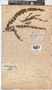 Erica eremioides subsp. eremioides image