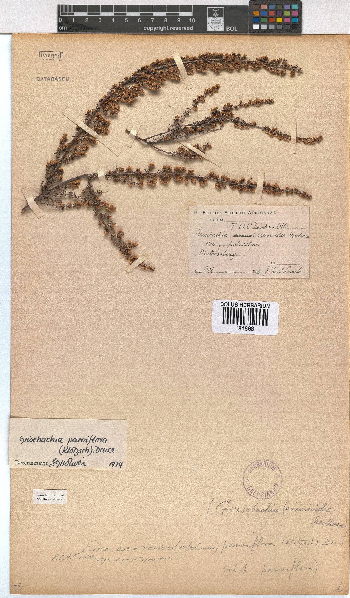 Erica eremioides image