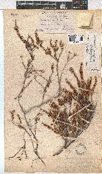 Erica eremioides subsp. eremioides image