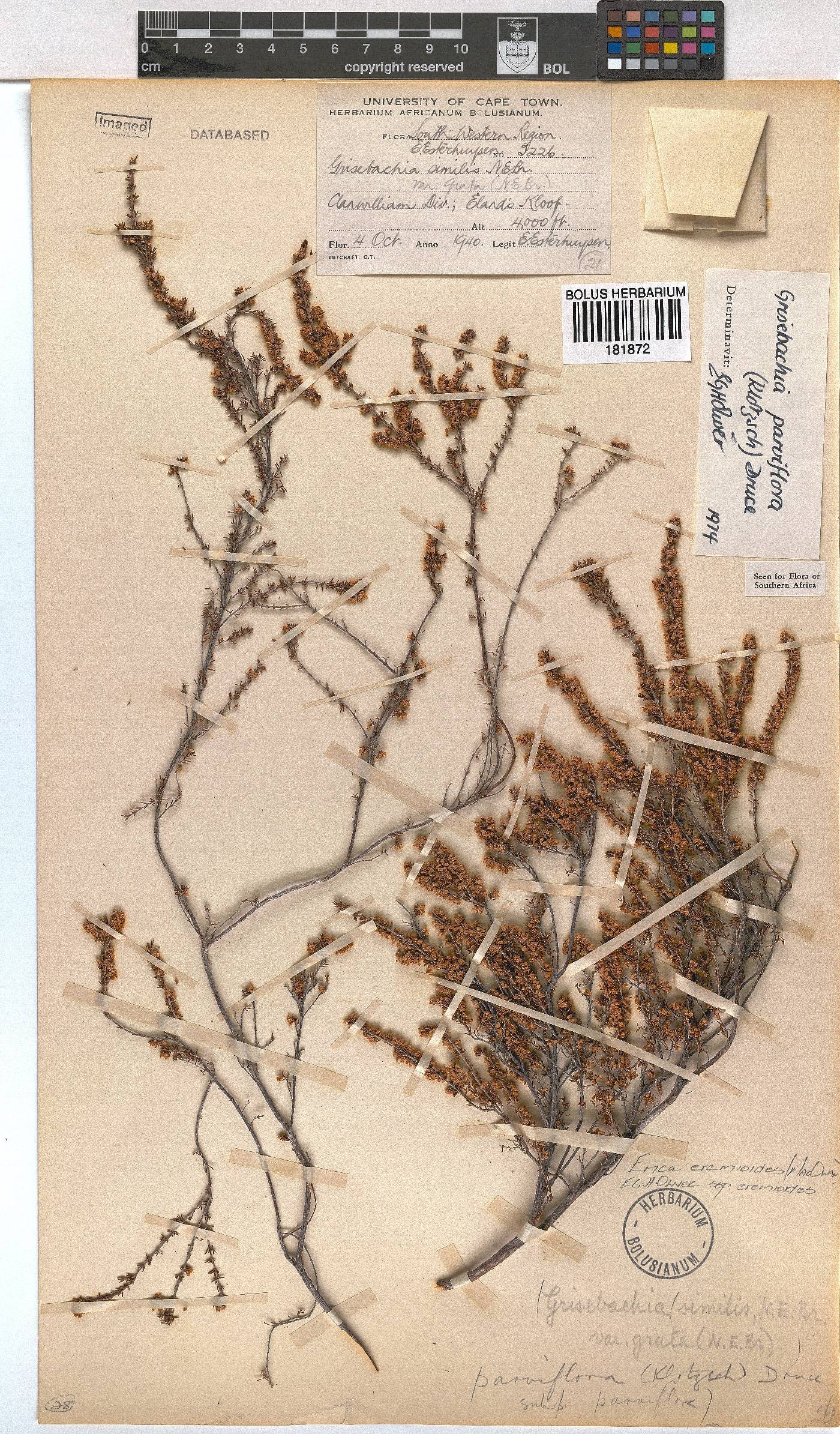 Erica eremioides subsp. eremioides image