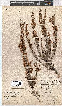 Erica eremioides subsp. eremioides image