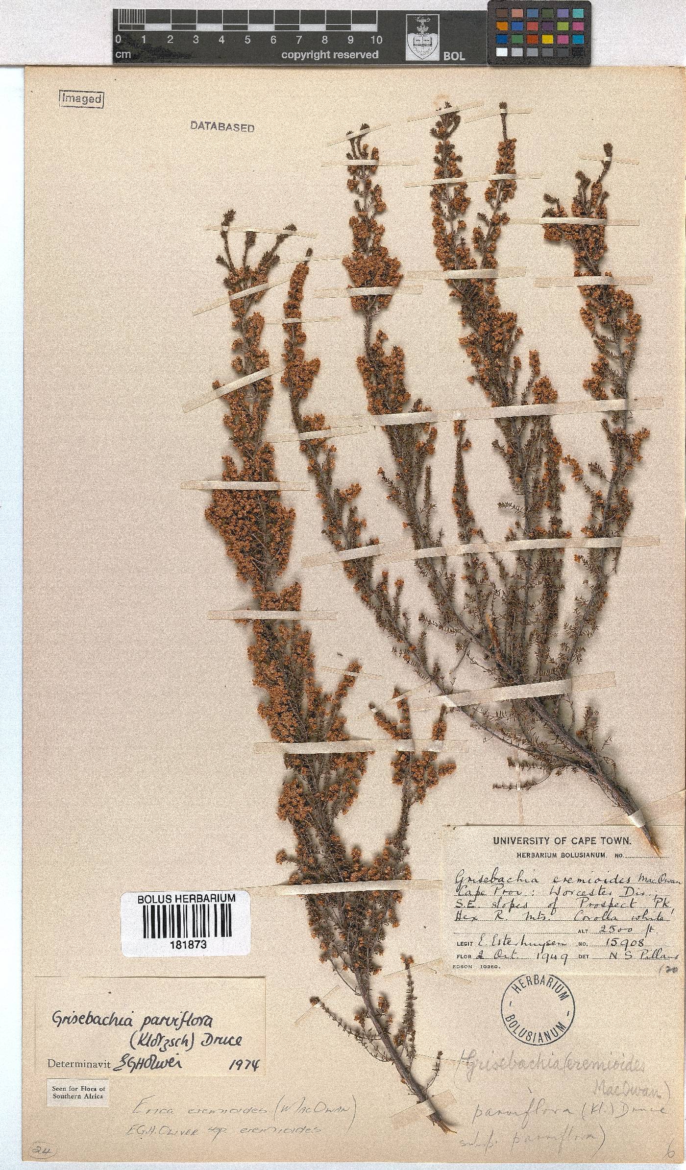 Erica eremioides image