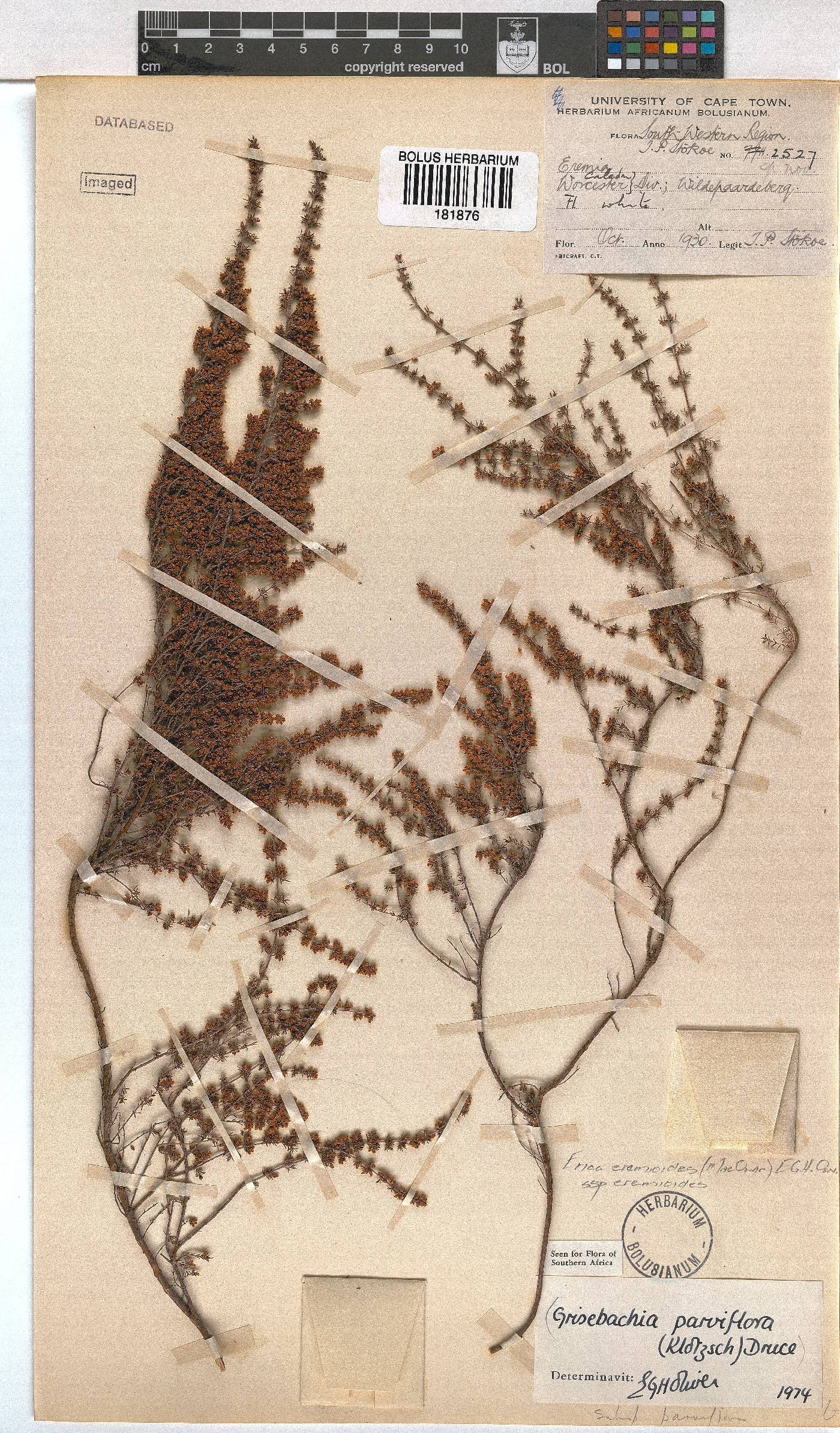 Erica eremioides subsp. eremioides image