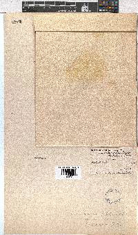 Erica eremioides subsp. eremioides image