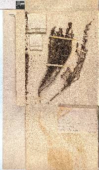 Erica eremioides subsp. eremioides image