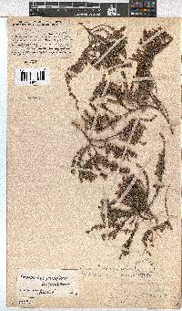 Erica eremioides subsp. eremioides image