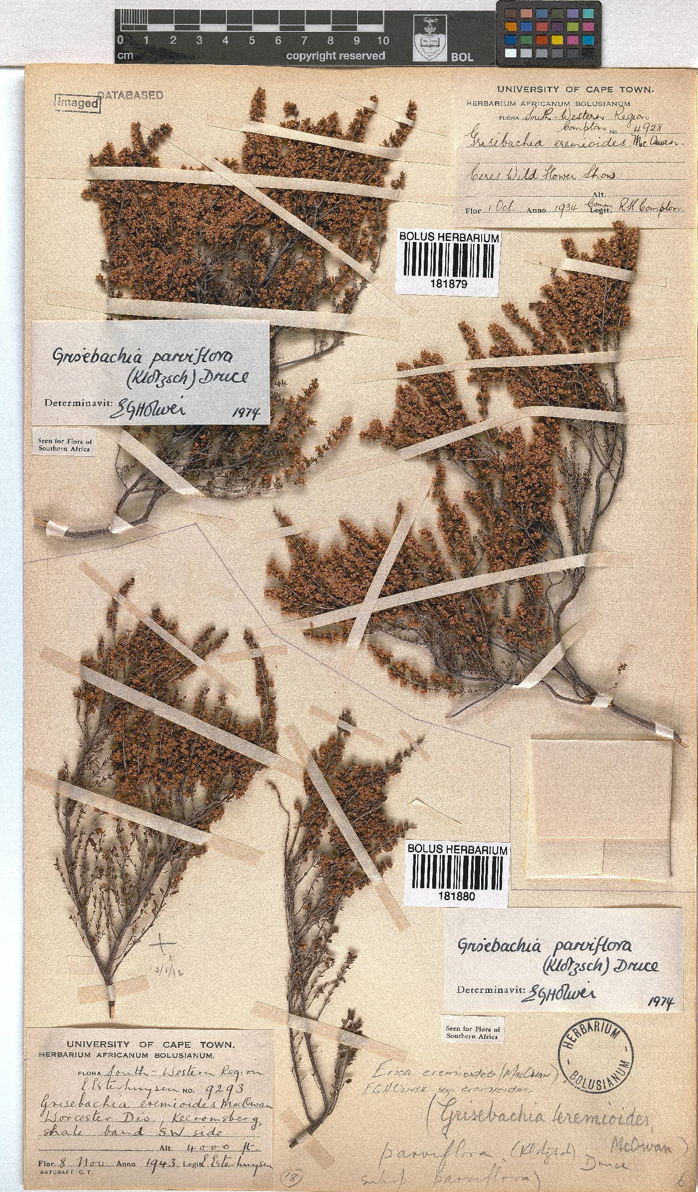 Erica eremioides subsp. eremioides image