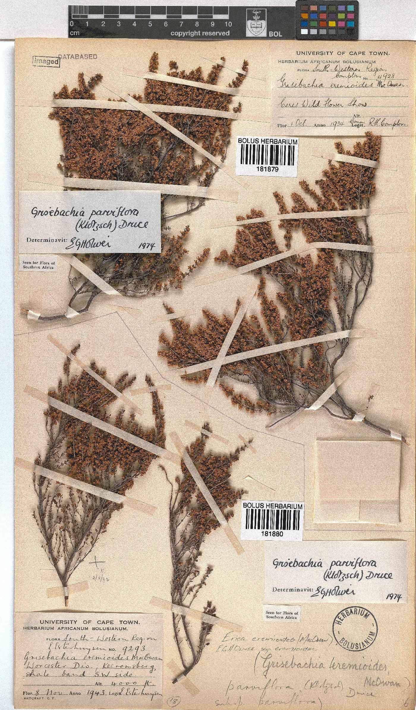 Erica eremioides subsp. eremioides image