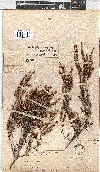 Erica eremioides subsp. eremioides image