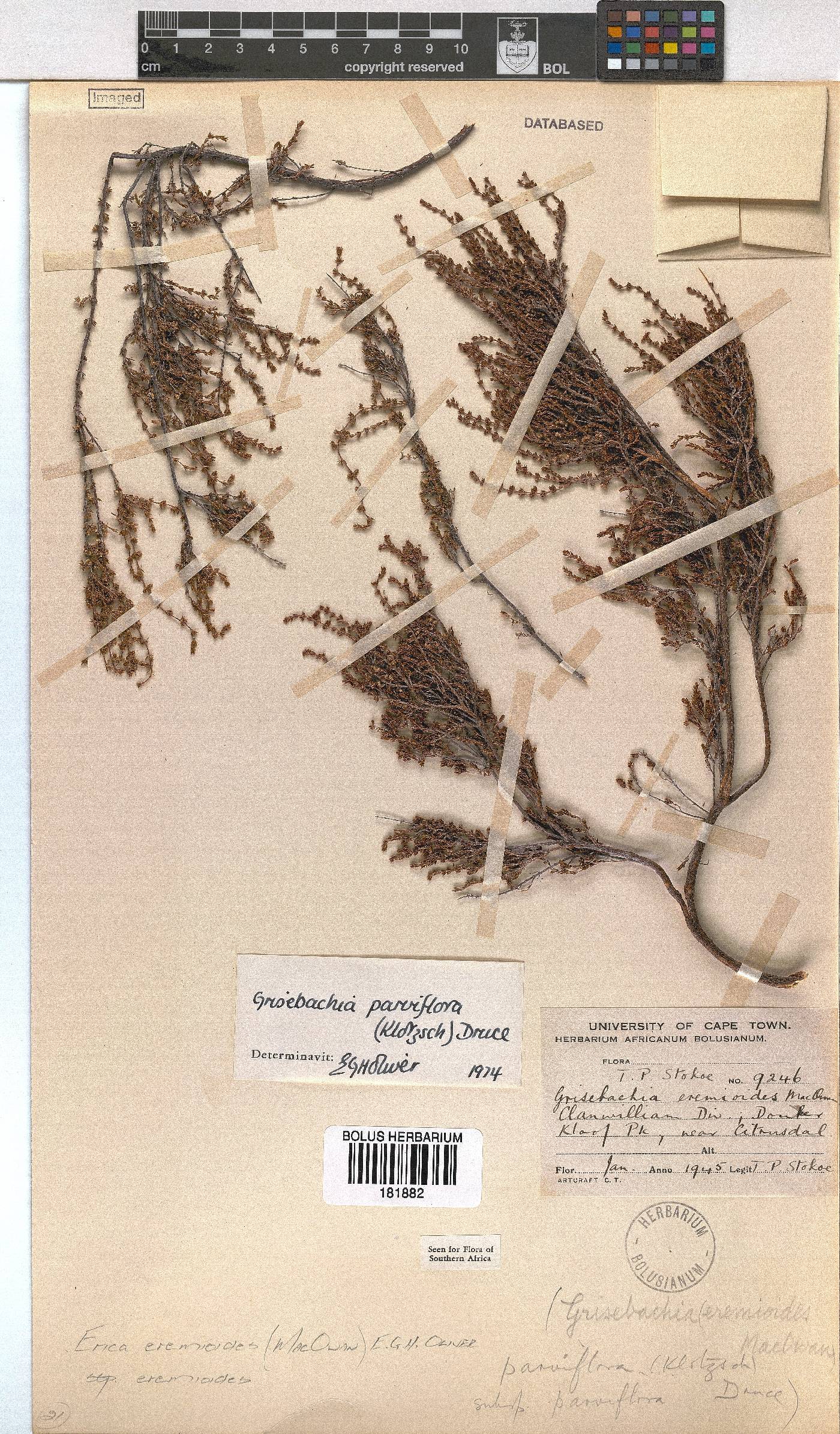 Erica eremioides subsp. eremioides image