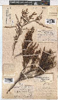 Erica eremioides subsp. eremioides image