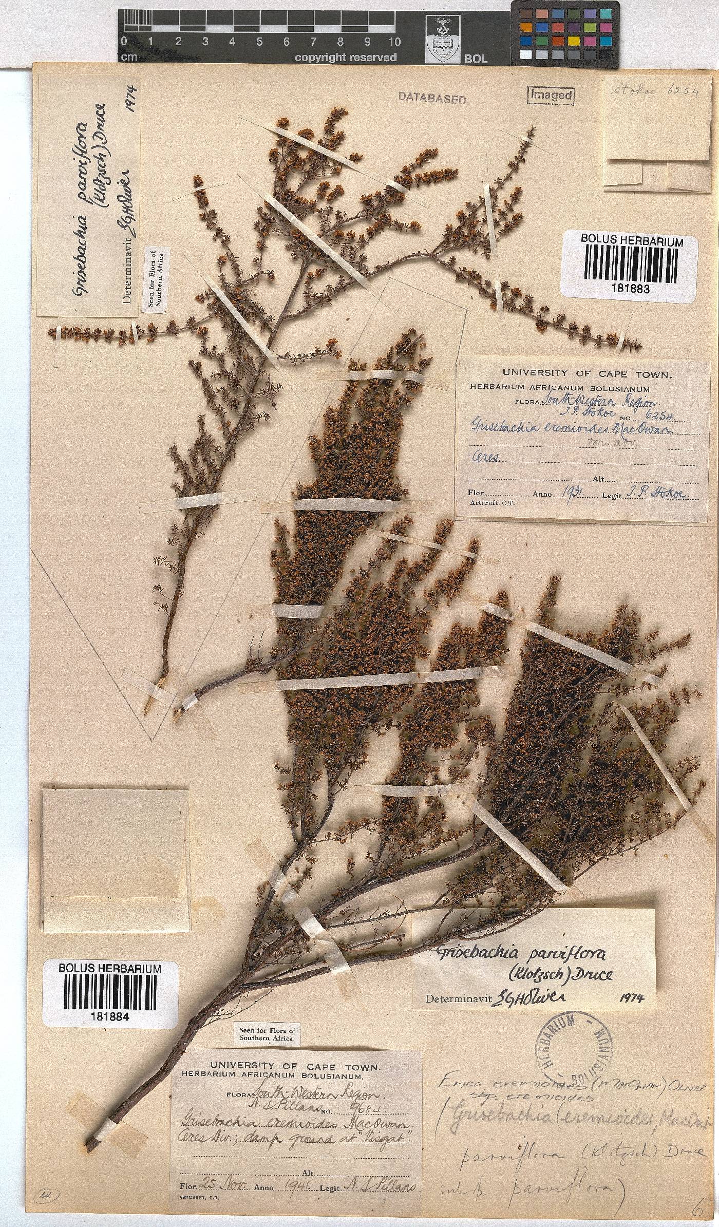 Erica eremioides subsp. eremioides image