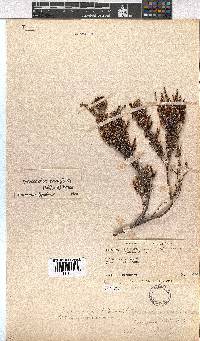 Erica eremioides subsp. eremioides image