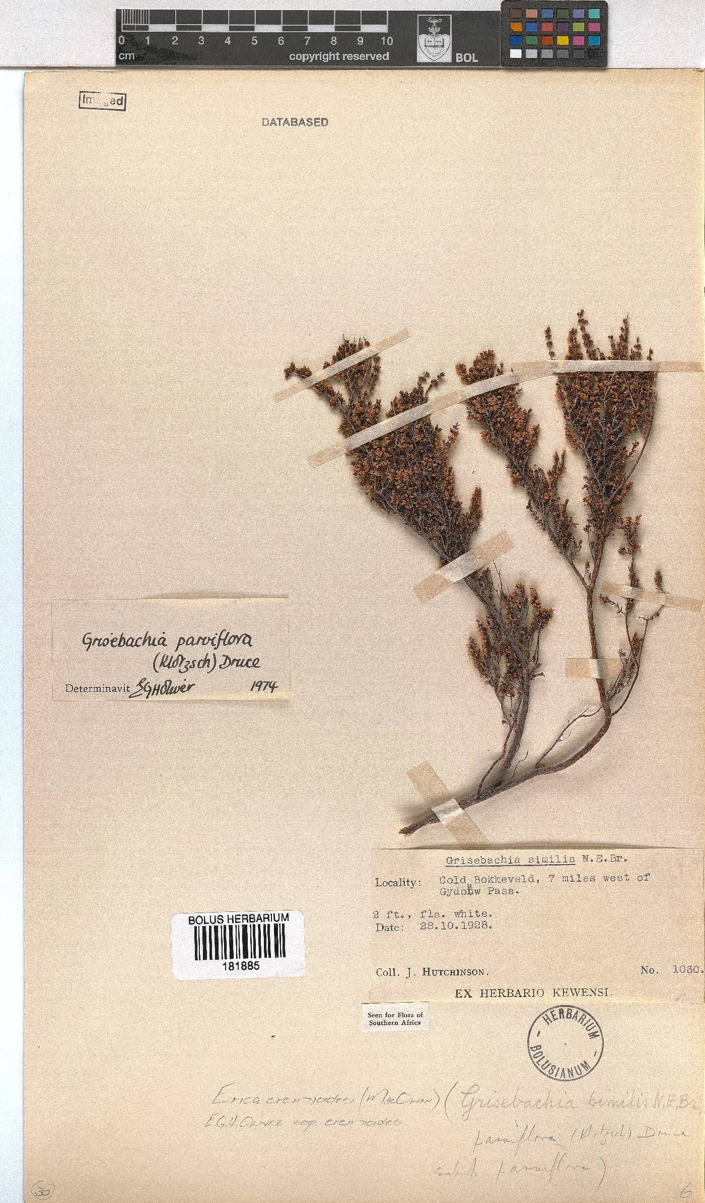Erica eremioides subsp. eremioides image
