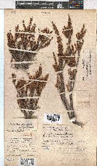 Erica eremioides subsp. eremioides image