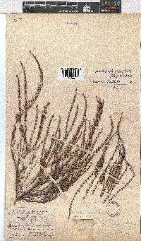 Erica eremioides subsp. eremioides image