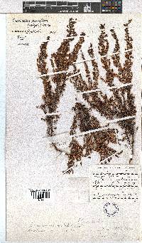 Erica eremioides subsp. eremioides image