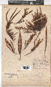 Erica eremioides subsp. eremioides image