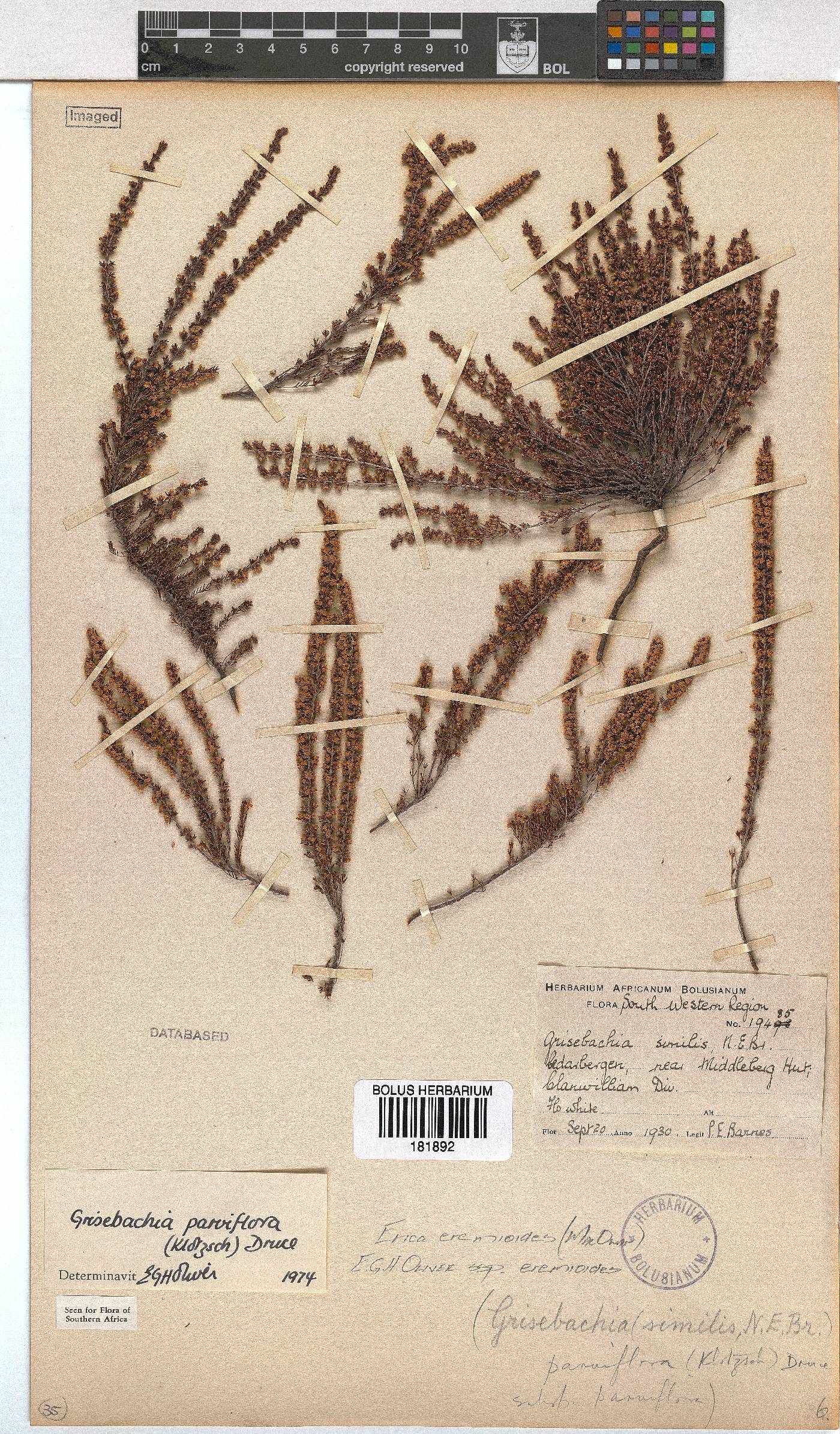 Erica eremioides subsp. eremioides image