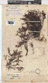 Erica eremioides subsp. eremioides image