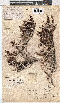 Erica eremioides subsp. eremioides image