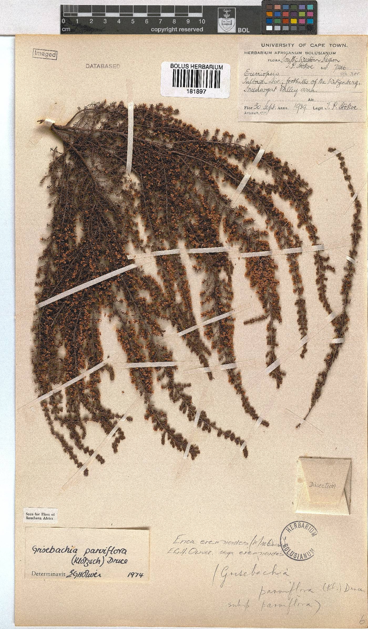 Erica eremioides image