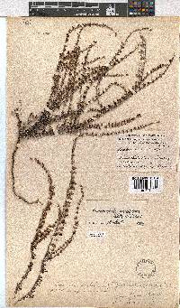 Erica eremioides subsp. eremioides image