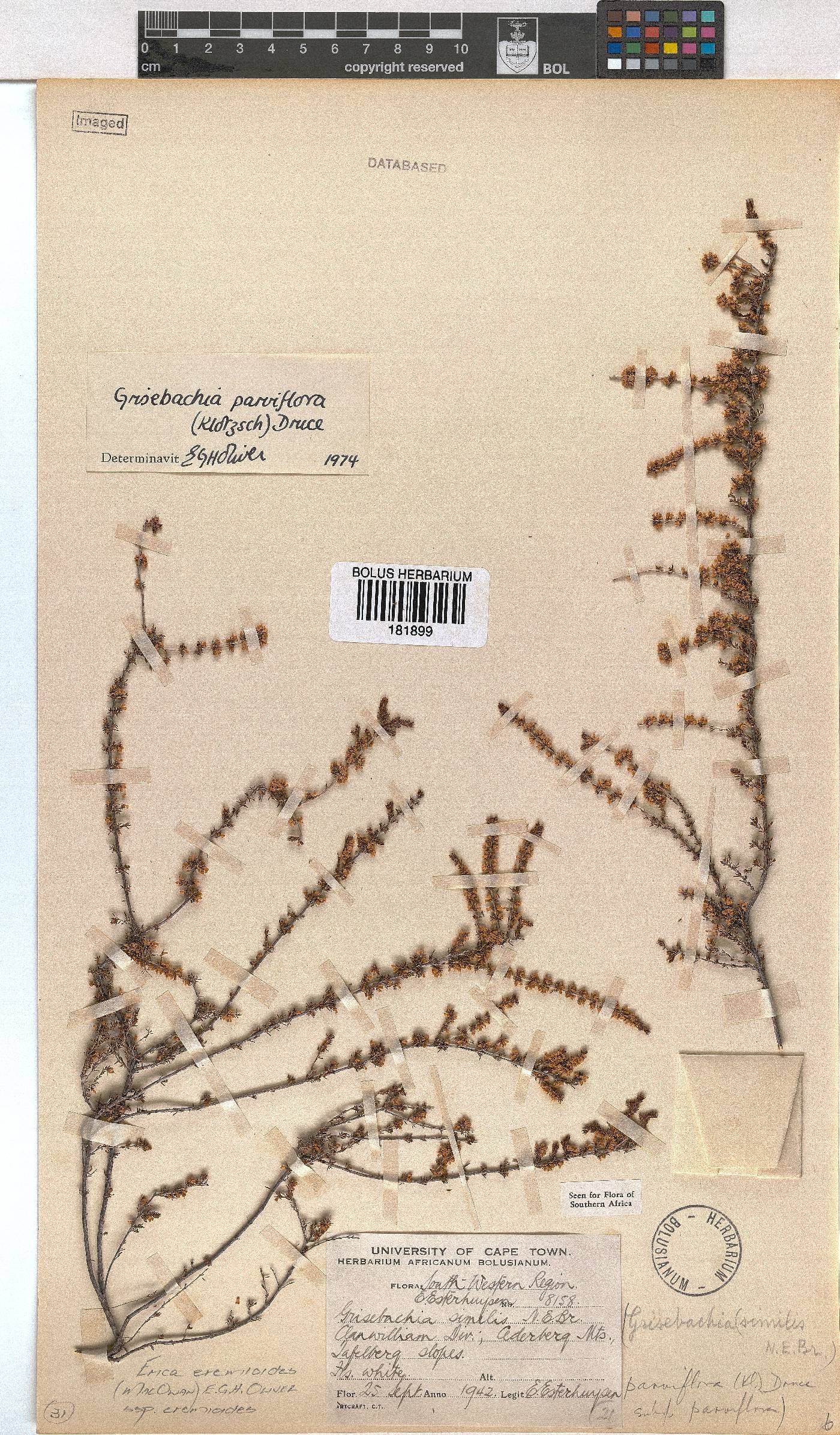 Erica eremioides subsp. eremioides image