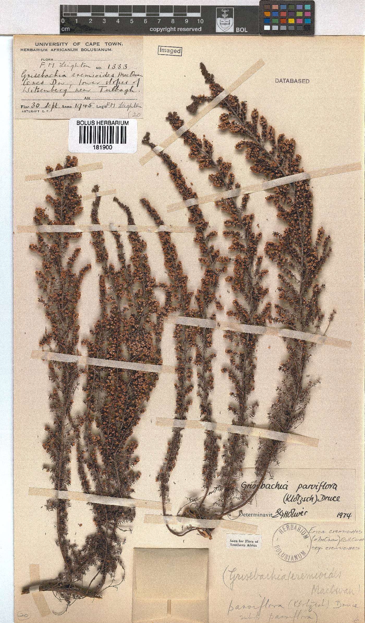 Erica eremioides subsp. eremioides image