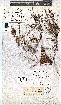 Erica eremioides subsp. eremioides image