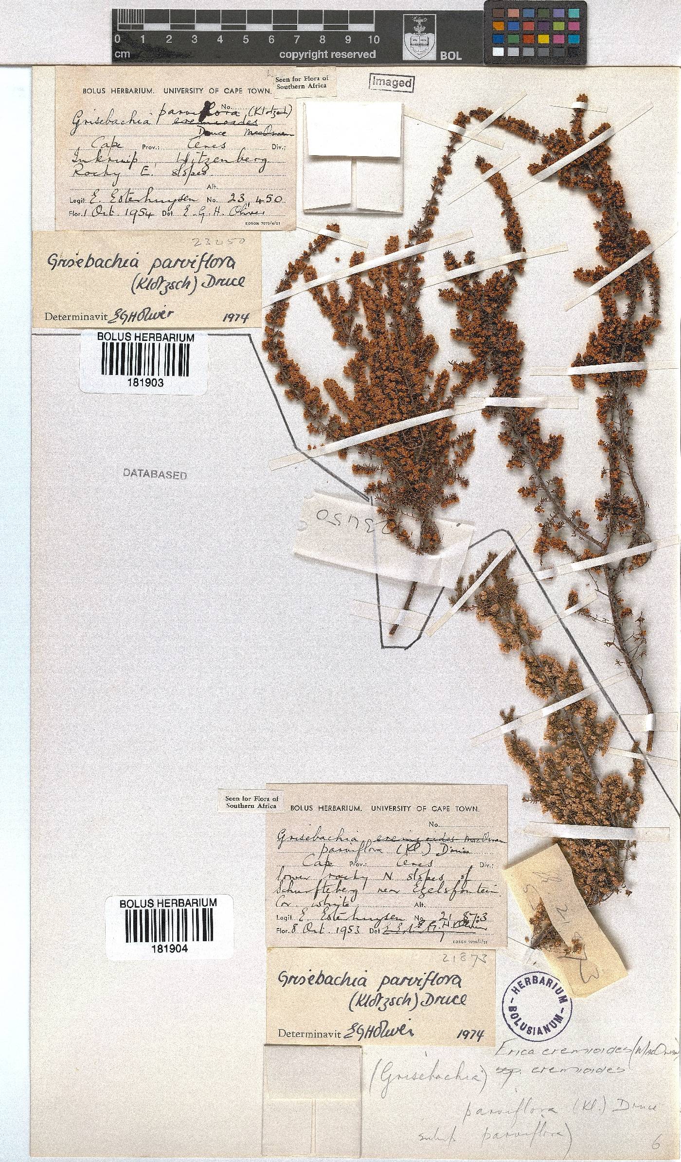 Erica eremioides subsp. eremioides image