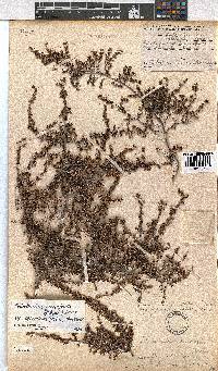 Erica eremioides subsp. eglandula image