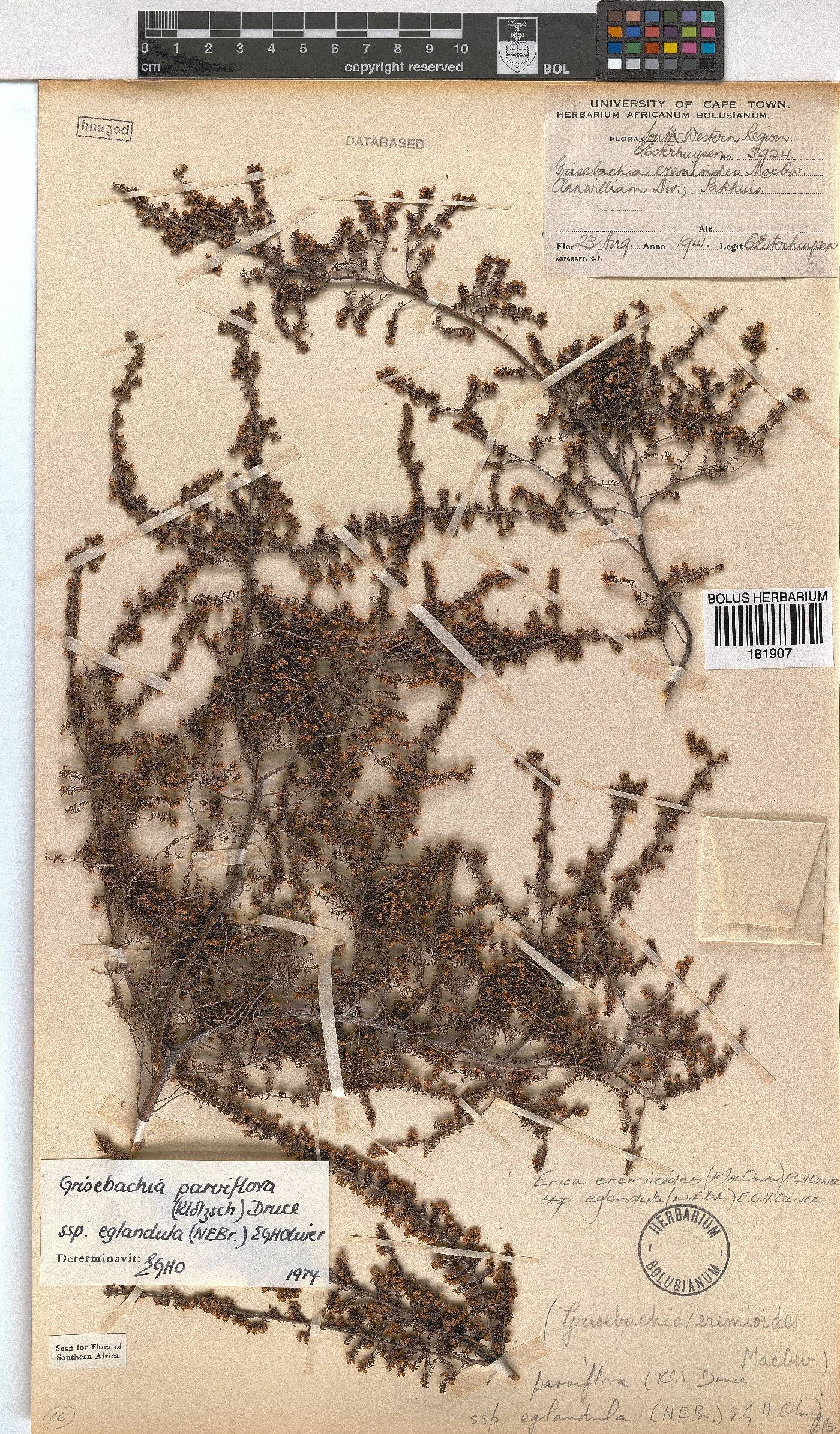 Erica eremioides subsp. eglandula image