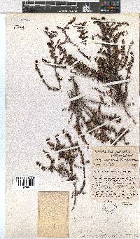 Erica eremioides subsp. eglandula image